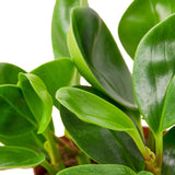 Peperomia Thailand indoor houseplant