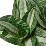 Snake Plant Silver Streak indoor houseplant