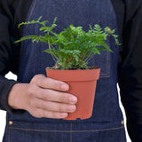 Rabbit's Foot Fern indoor houseplant