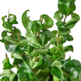 Hoya Rope Plant indoor house plant