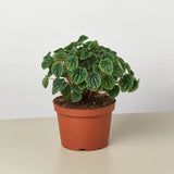 Peperomia 'Ripple' indoor houseplant