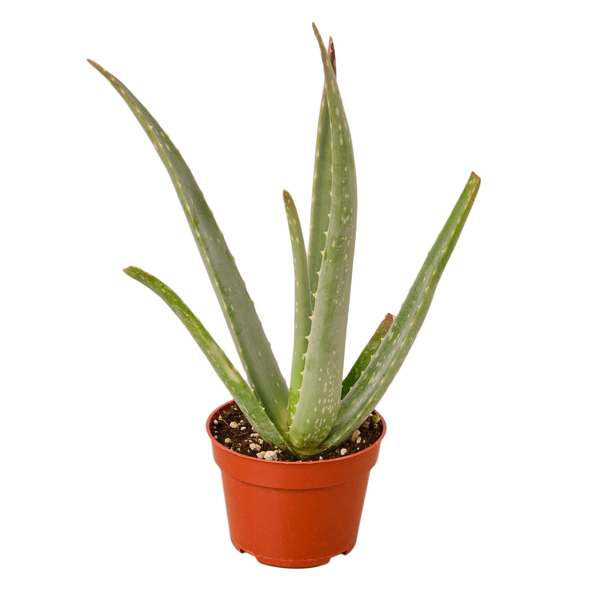 Aloe Vera indoor plant