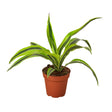 Dracaena Deremensis 'Lemon Surprise' indoor house plant