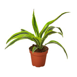 Dracaena Deremensis 'Lemon Surprise' indoor house plant