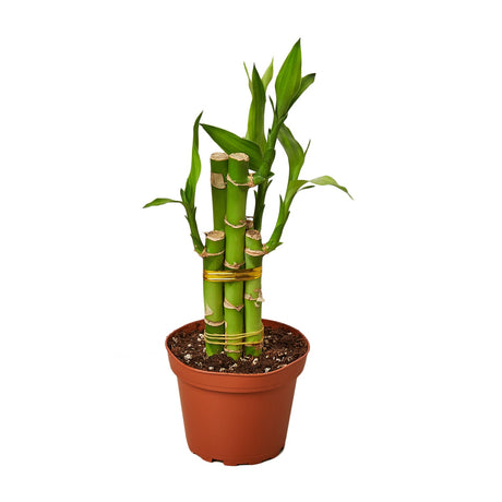 Dracaena 'Lucky Bamboo'