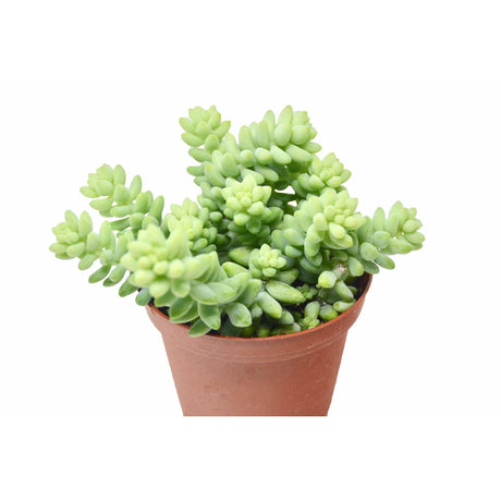 Sedum 'White Stone Crop' Succulent indoor houseplant