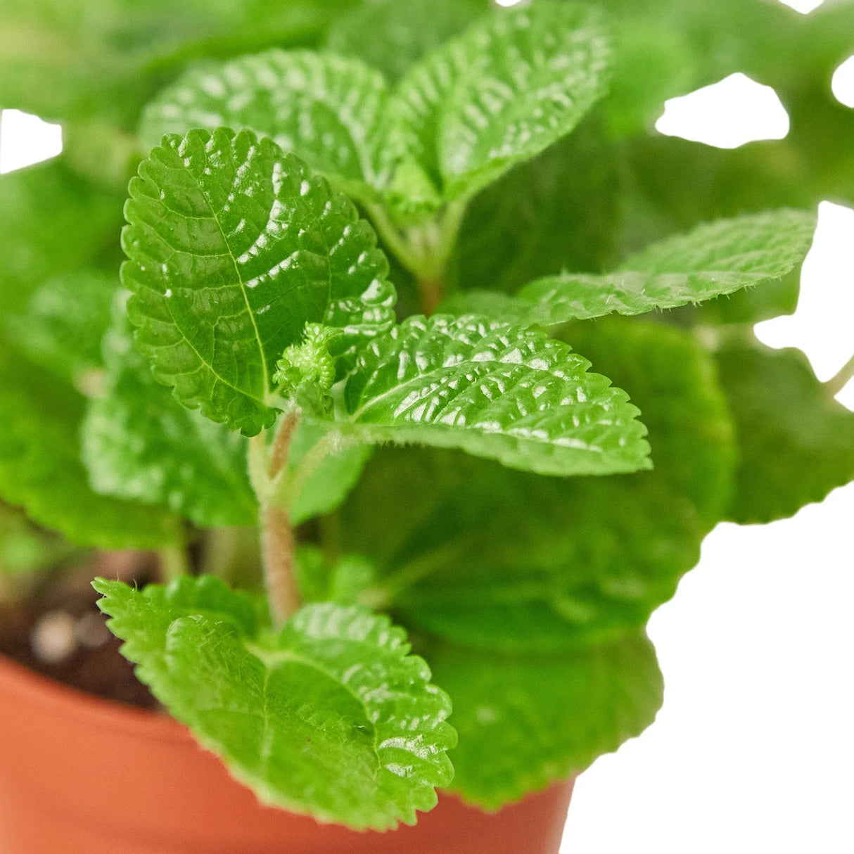 Pilea 'Crinkle' indoor hosueplant