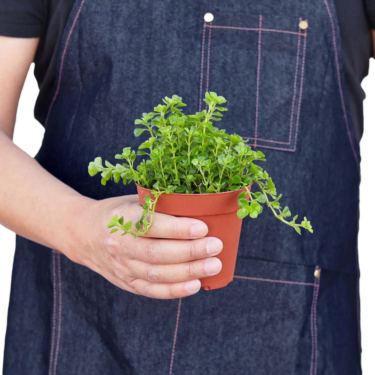 Nettle 'Baby's Tear' indoor house plant