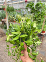 Hoya 'Burtoniae' indoor house plant