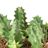 Lifesaver Cactus indoor house plant