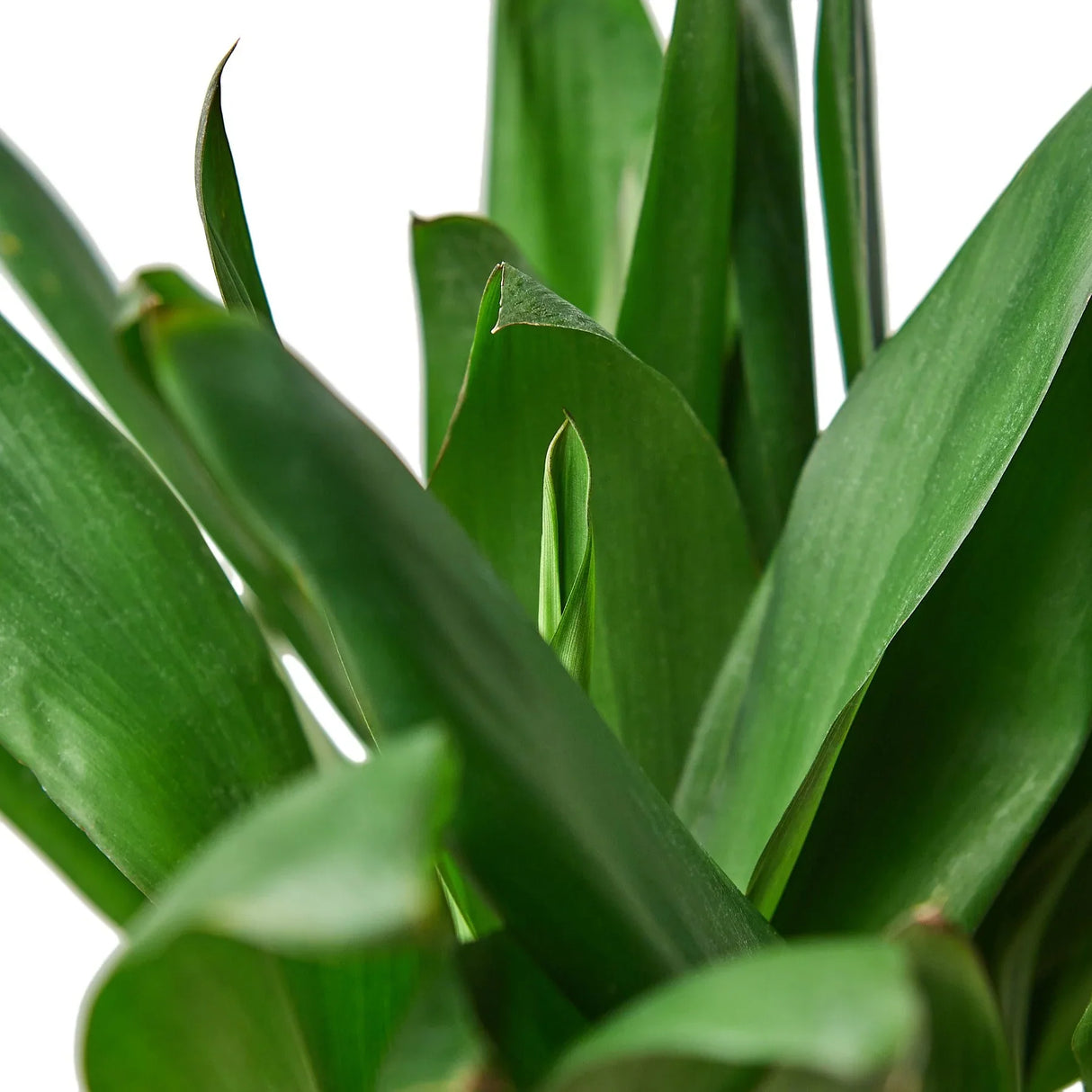 Cordyline Glauca indoor plant