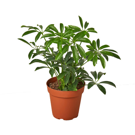 Schefflera Arboricola 'Umbrella' indoor houseplant