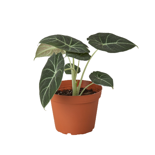 Alocasia Reginula 'Black Velvet' indoor plant