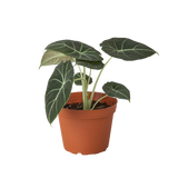 Alocasia Reginula 'Black Velvet' indoor plant