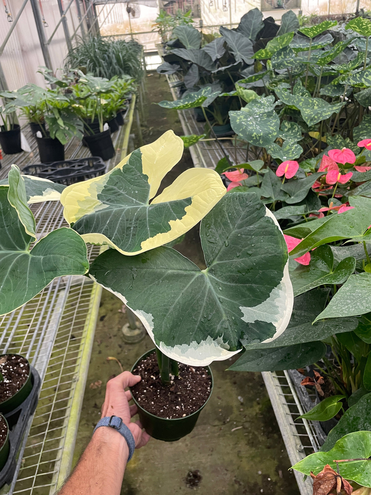 Alocasia 'Mickey Mouse' (Xanthosoma sagittifolium 'Variegatum Monstrosum') indoor Plant