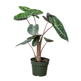 Alocasia Pink Dragon