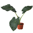 Alocasia 'Regal Shields' Indoor Plant