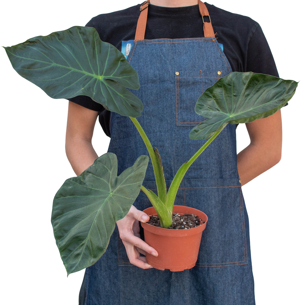 Alocasia 'Regal Shields' Indoor Plant