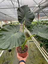 Alocasia 'Regal Shields' Indoor Plant