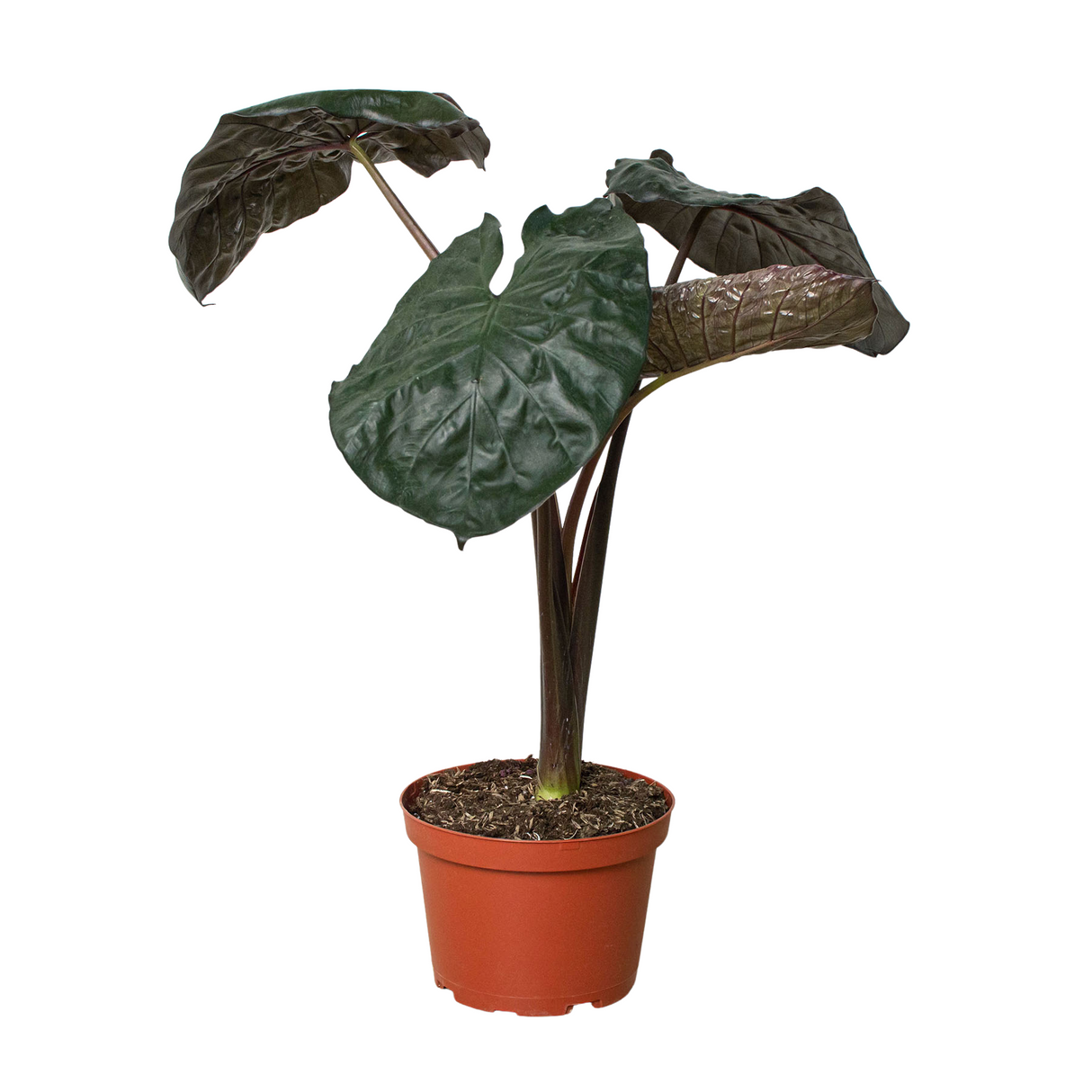 Alocasia 'Serendipity' Indoor Plant