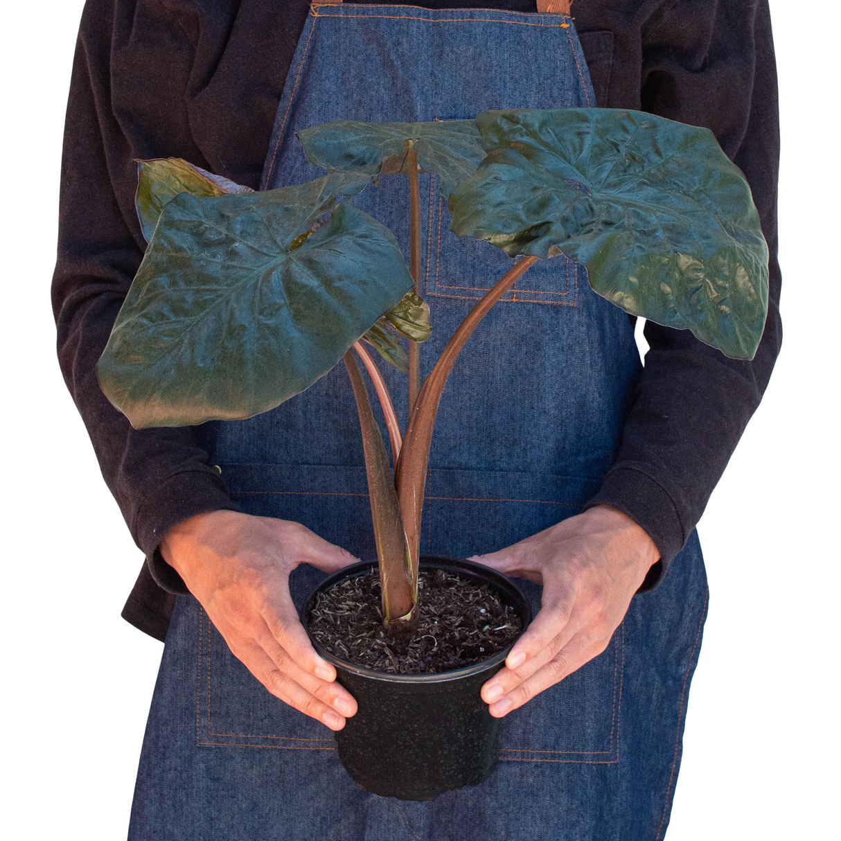 Alocasia 'Serendipity' Indoor Plant