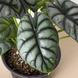 Alocasia Silver Dragon indoor plant