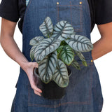 Alocasia Silver Dragon indoor plant