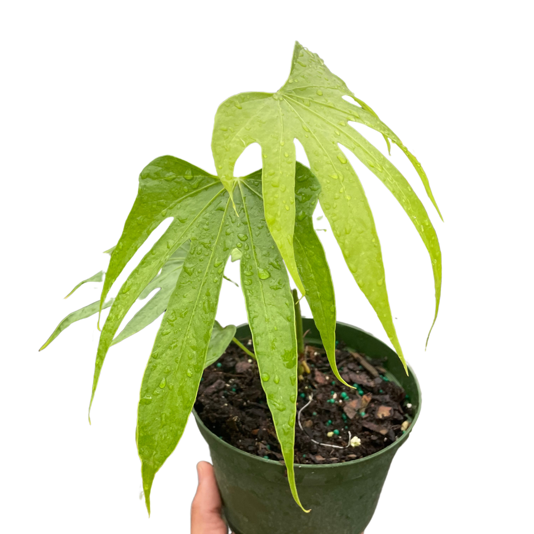 Anthurium Fingers indoor plant