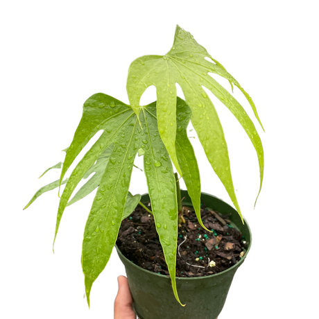 Anthurium Fingers indoor plant