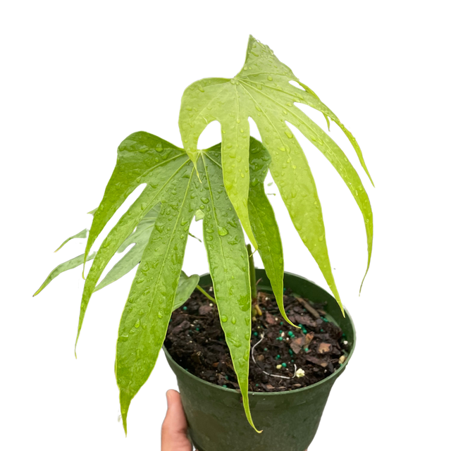 Anthurium Fingers indoor plant