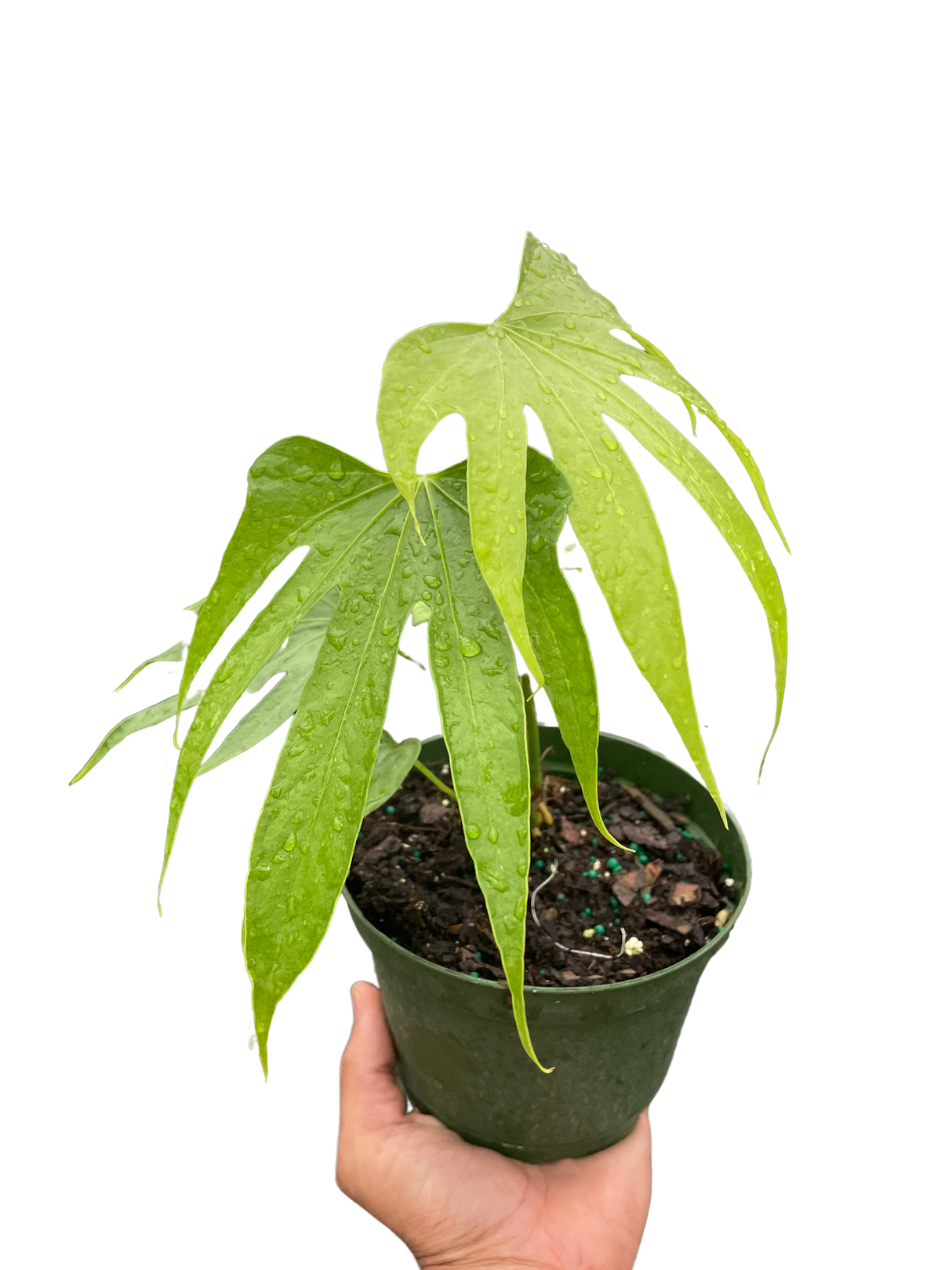 Anthurium Fingers indoor plant