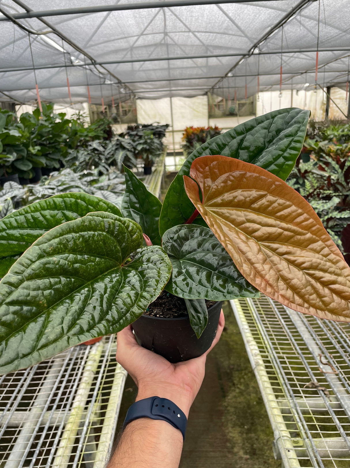 Anthurium 'Radicans x Luxurians' indoor plant