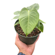 Anthurium 'Veitchii' Indoor Plant