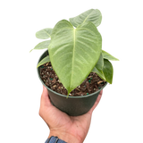 Anthurium 'Veitchii' Indoor Plant