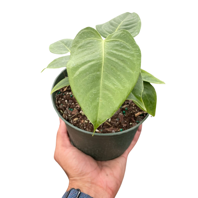 Anthurium 'Veitchii' Indoor Plant