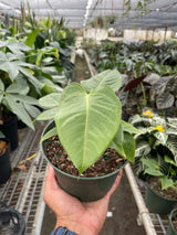 Anthurium 'Veitchii' Indoor Plant