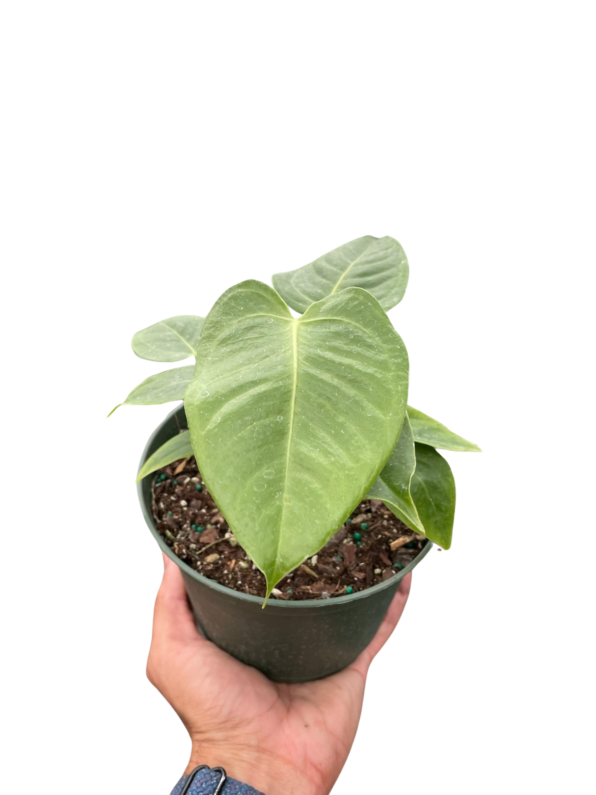 Anthurium 'Veitchii' Indoor Plant