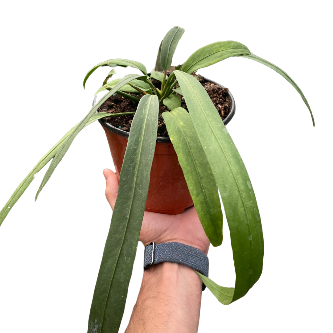 Anthurium 'Vittarifolium' Indoor Plant