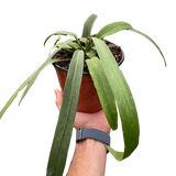 Anthurium 'Vittarifolium' Indoor Plant