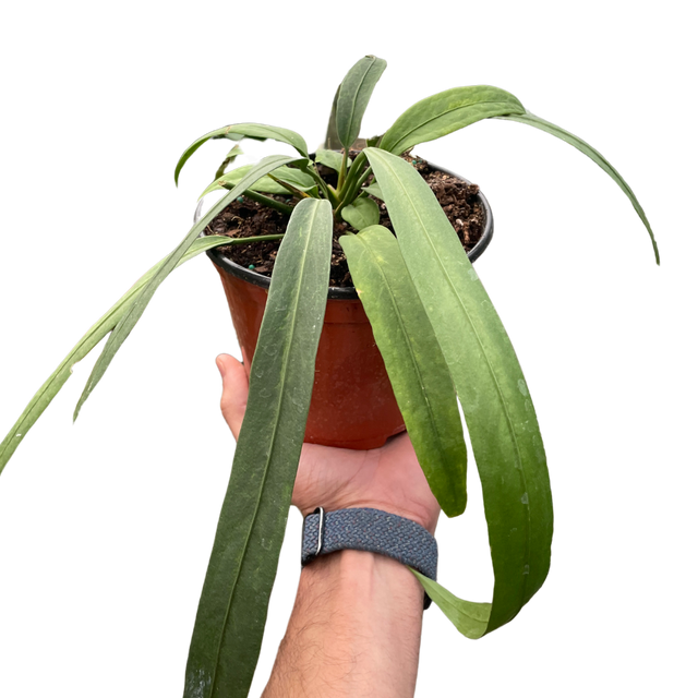 Anthurium 'Vittarifolium' Indoor Plant