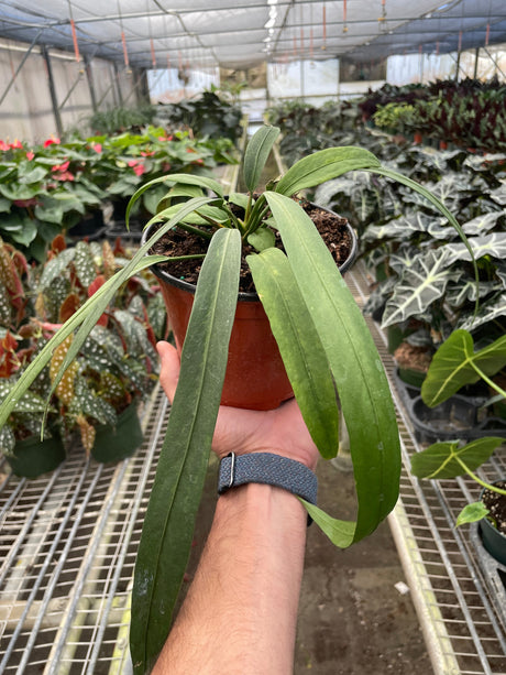 Anthurium 'Vittarifolium' Indoor Plant