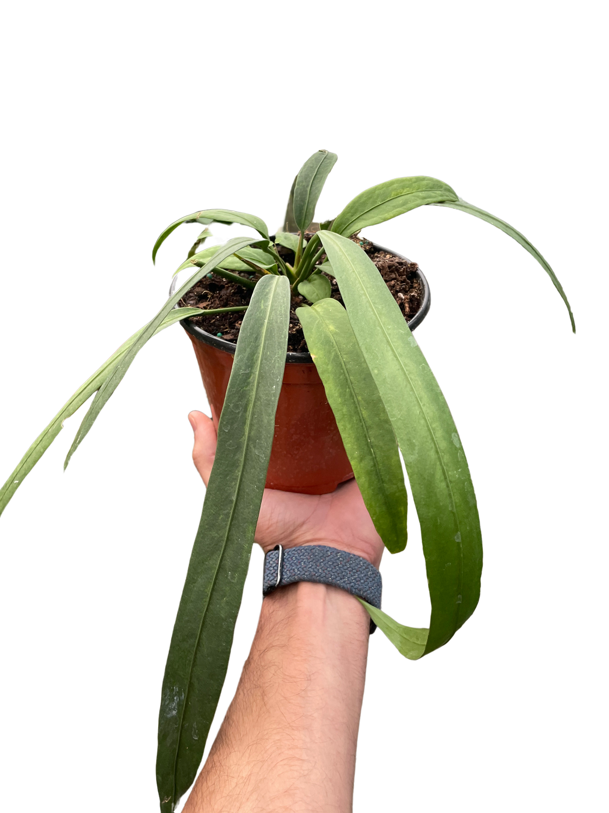 Anthurium 'Vittarifolium' Indoor Plant