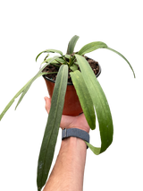 Anthurium 'Vittarifolium' Indoor Plant