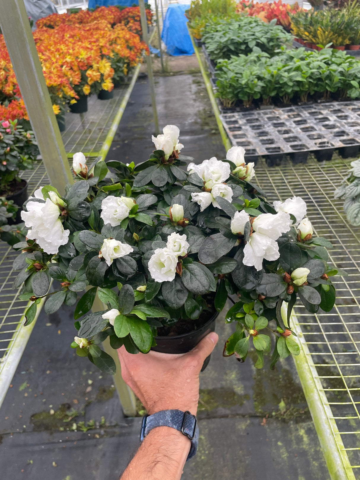 Azalea (Rhododendron) indoor house plant