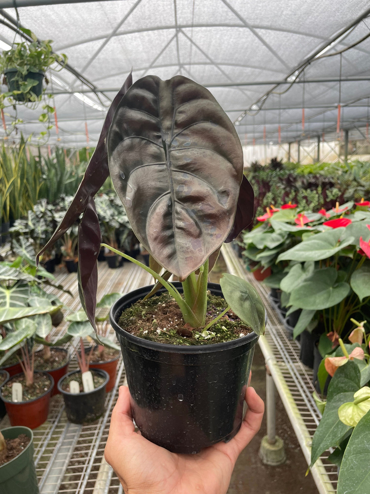 Alocasia 'Red Secret' Indoor Plant