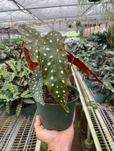 Begonia 'Maculata' indoor plant