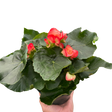Begonia 'Reiger' indoor plant