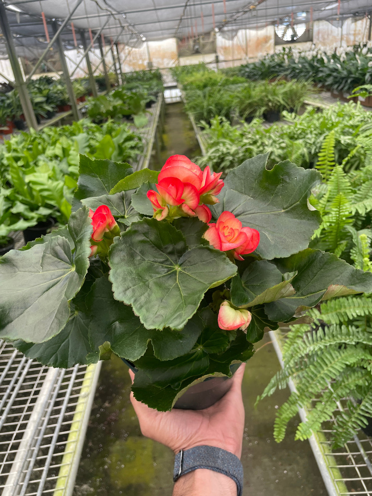 Begonia 'Reiger' indoor plant