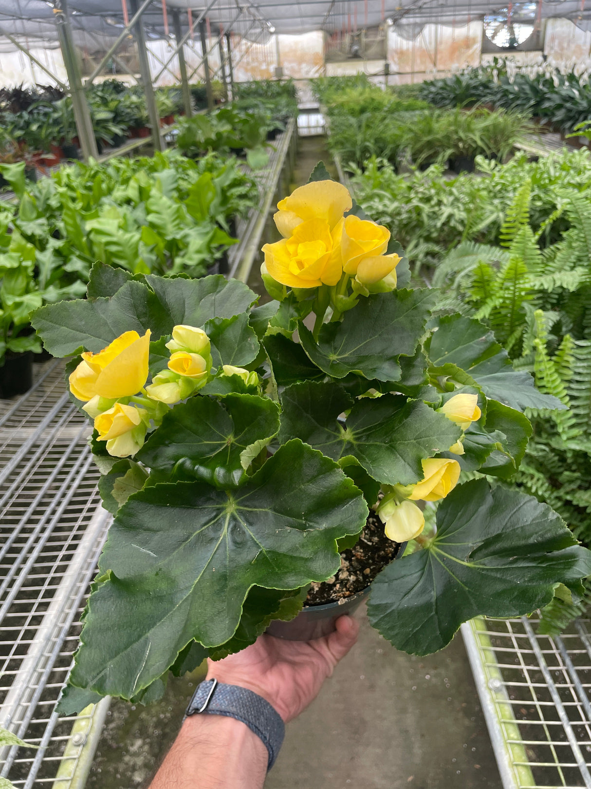 Begonia 'Reiger' indoor plant