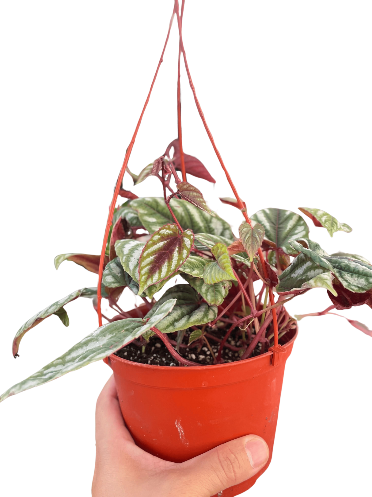 Begonia Rex Vine - 6" Pot indoor plant